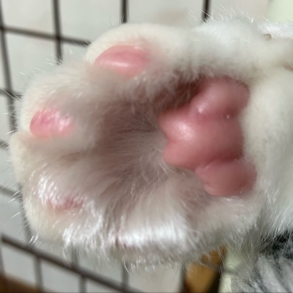 よん