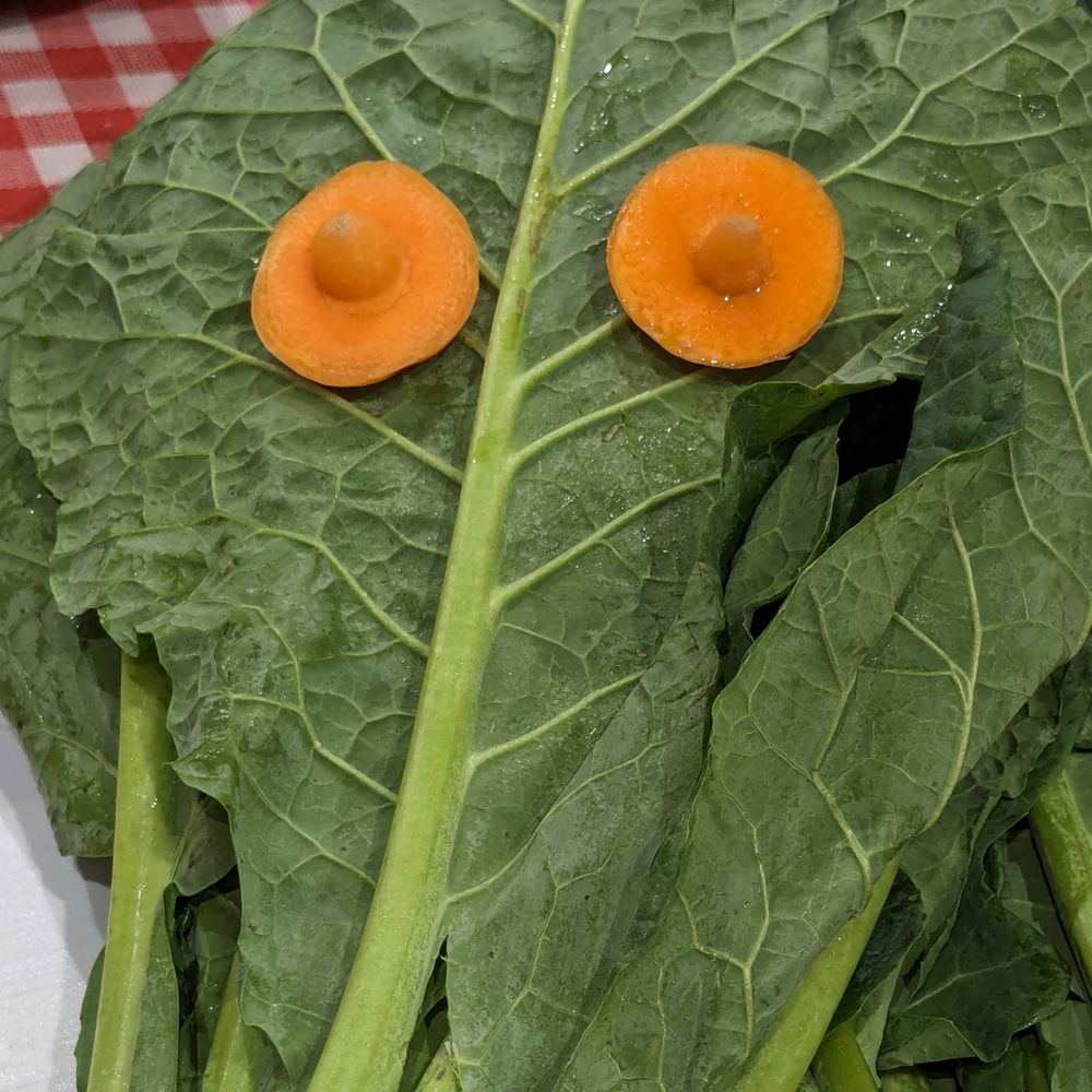 hmocc 