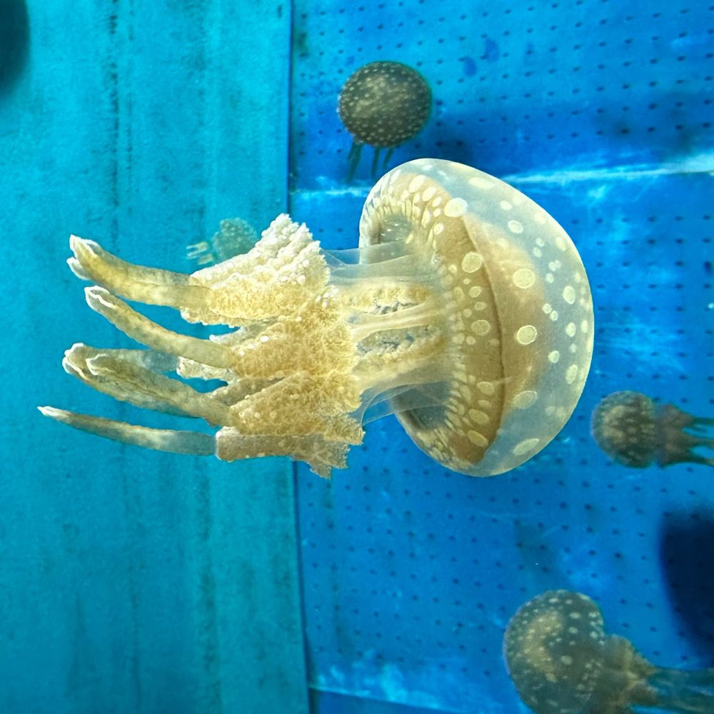 松陽