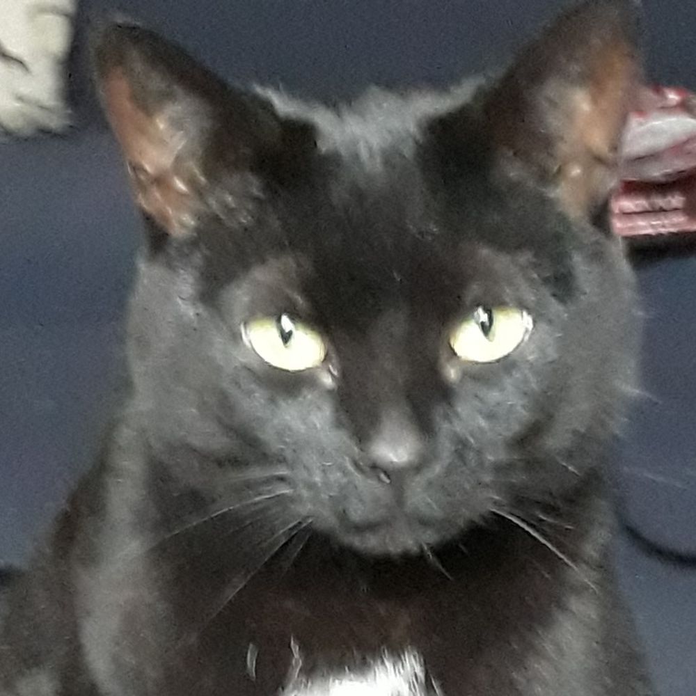 Bex Fur