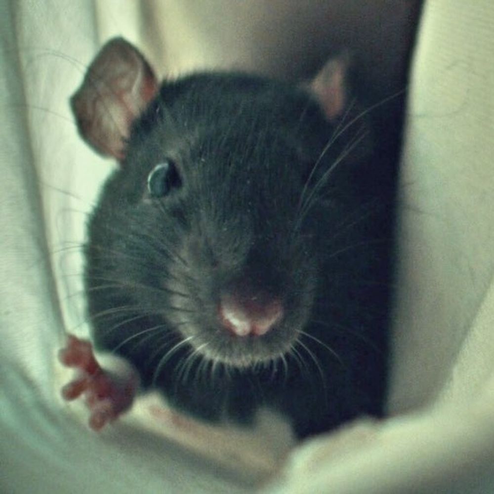 PantryMaus