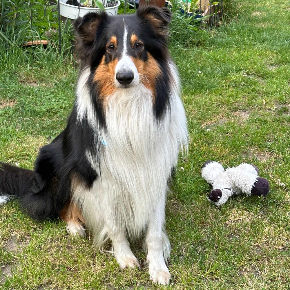 Fellow der Collie- Prof. Mcgonagal