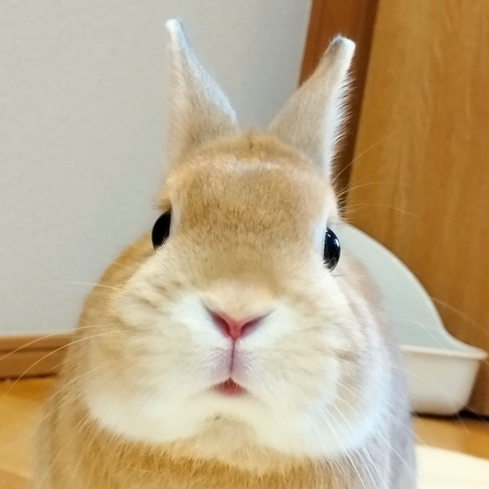 ぴにゃこら・まだら