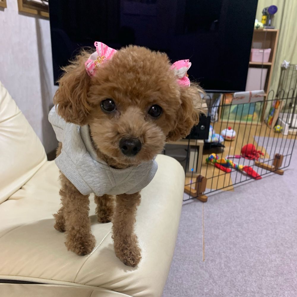 安藤 俊哉