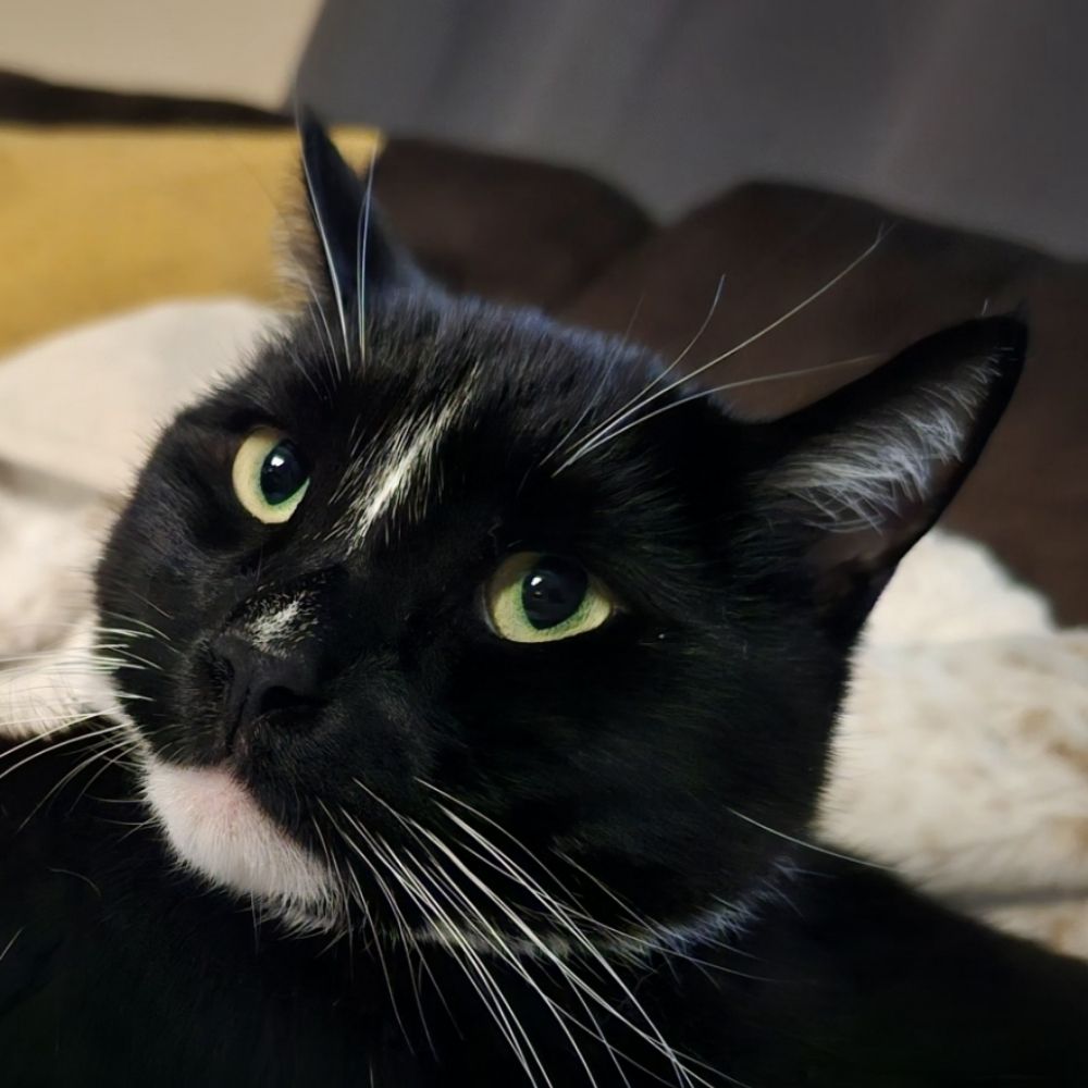 Lucky the Tux