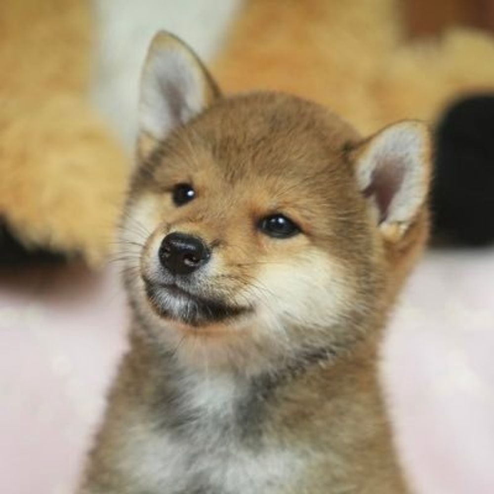 Sando the Shiba Inu's avatar