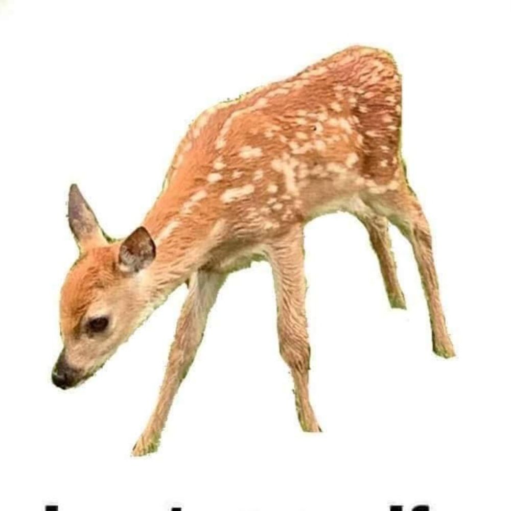 DeerBone🔞