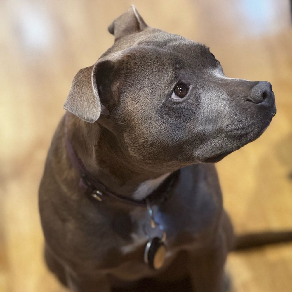 Cat the Dog