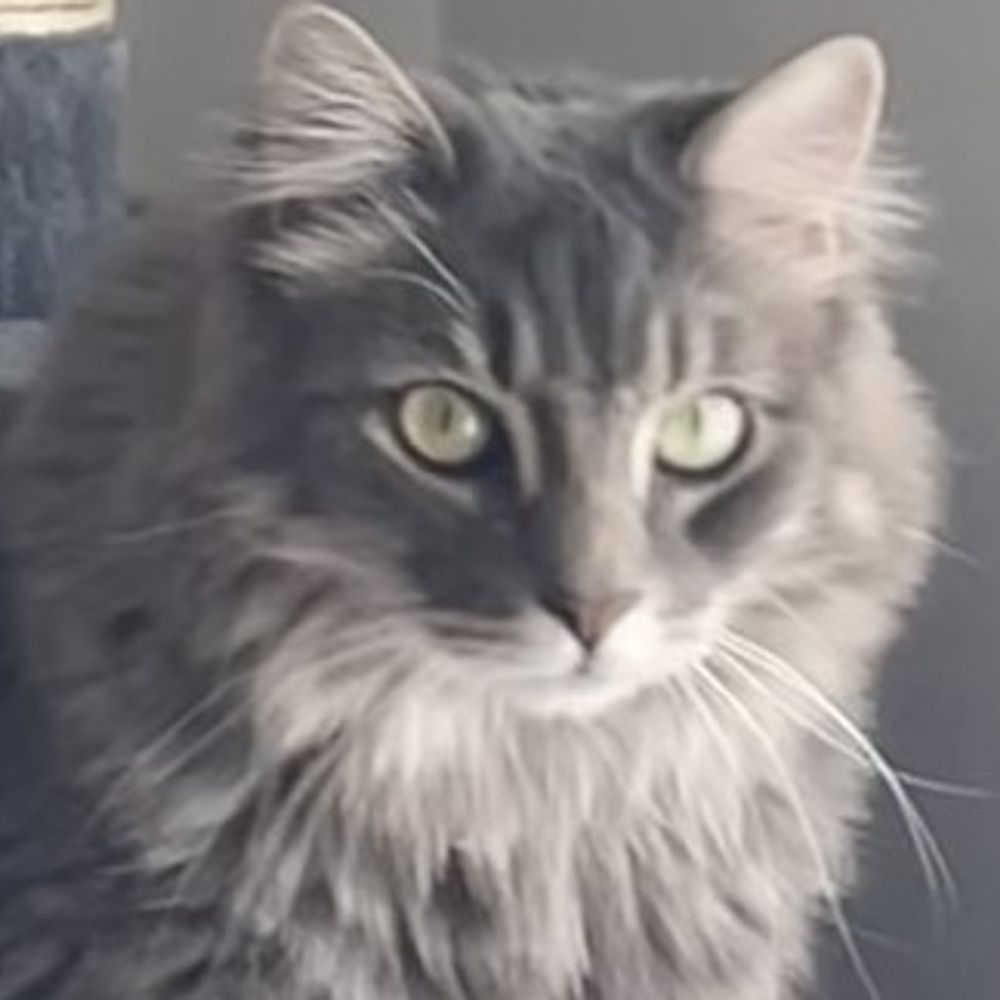 Lulu Z