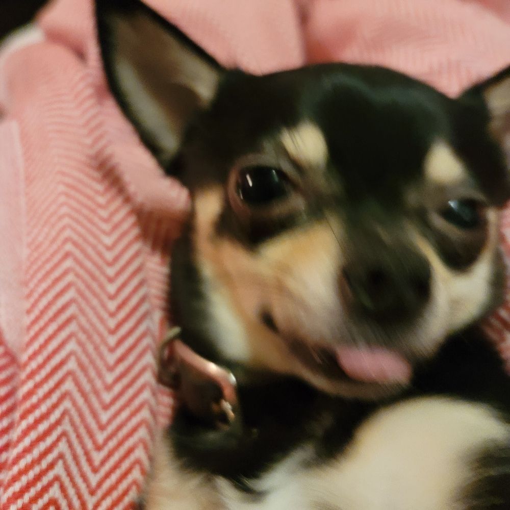 Missy Pants