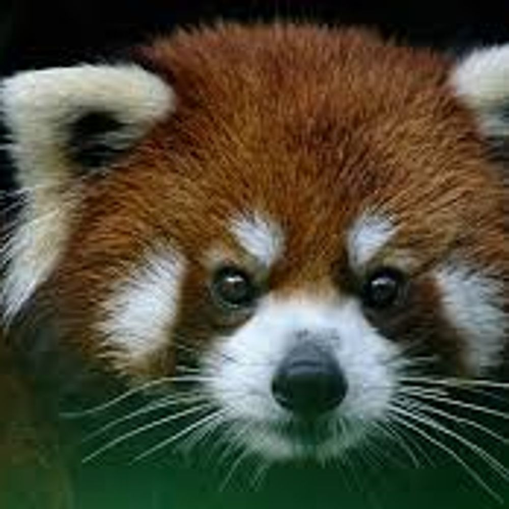 Red Panda World
