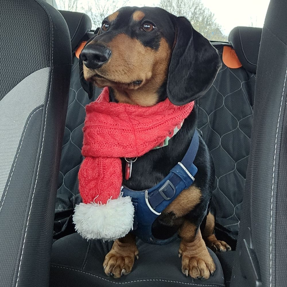 Sausagedogmum
