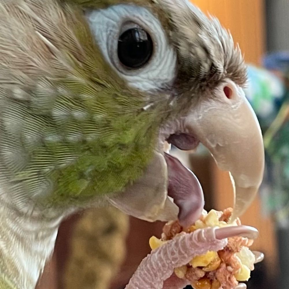 Conure Keeper