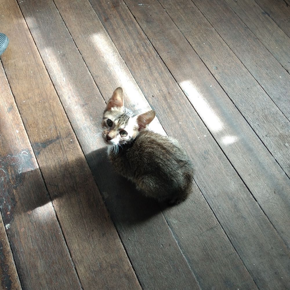 caroltenaz.bsky.social