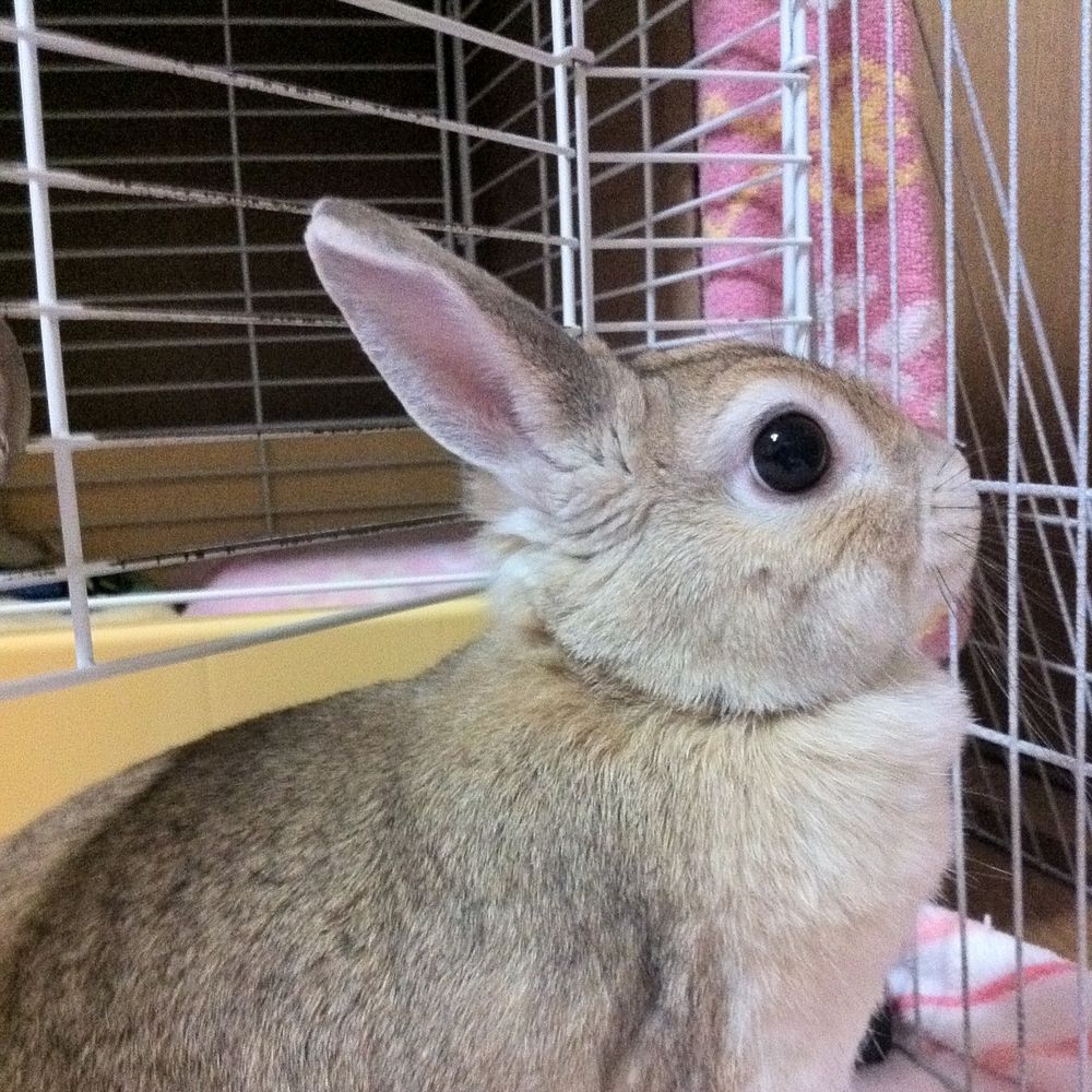 ゆえきち