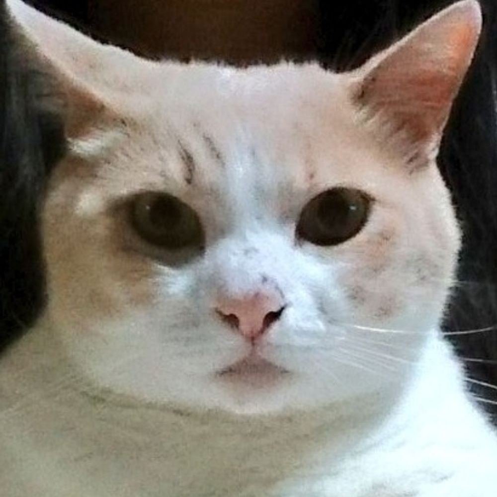 ねぎたま