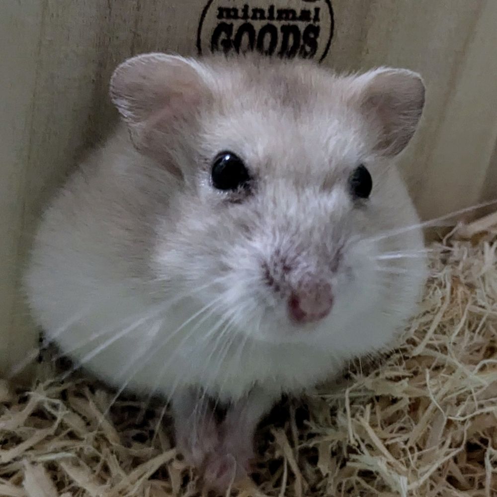 ふうせんふぃっしゅ🐹