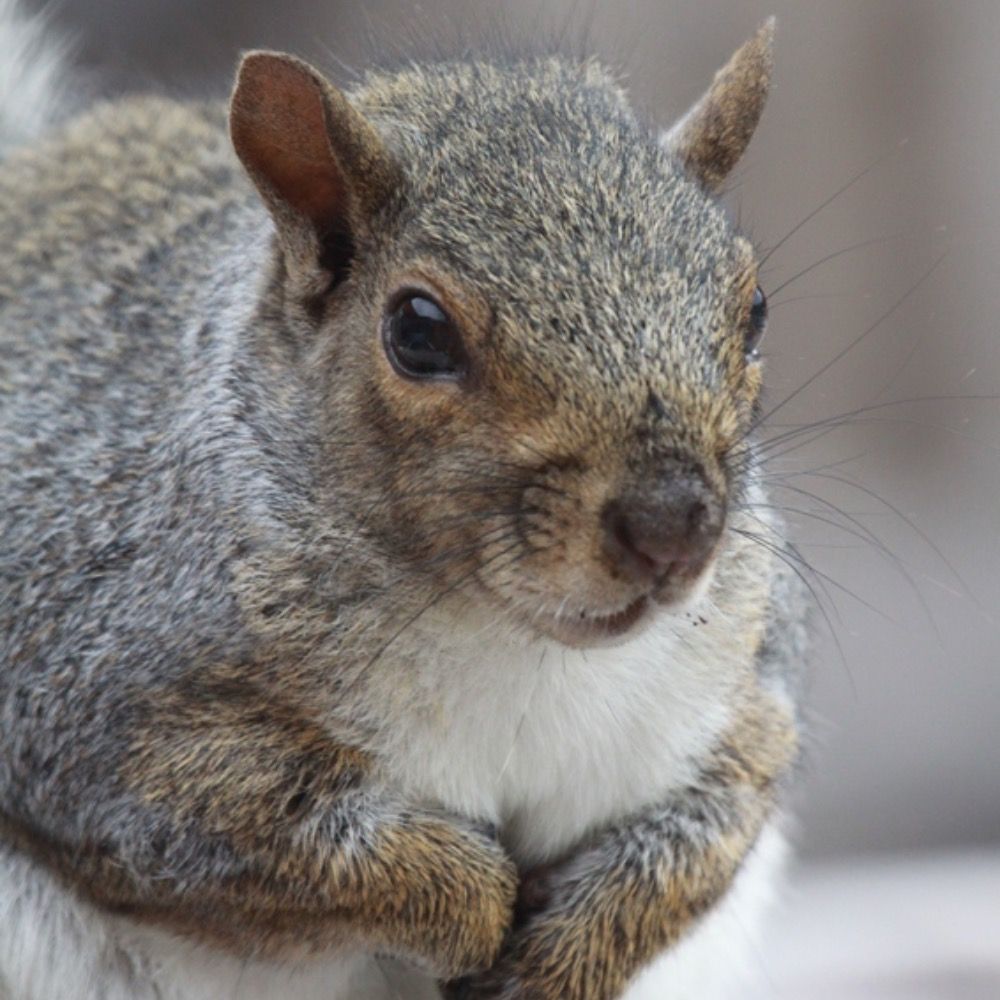 RickDaSquirrel