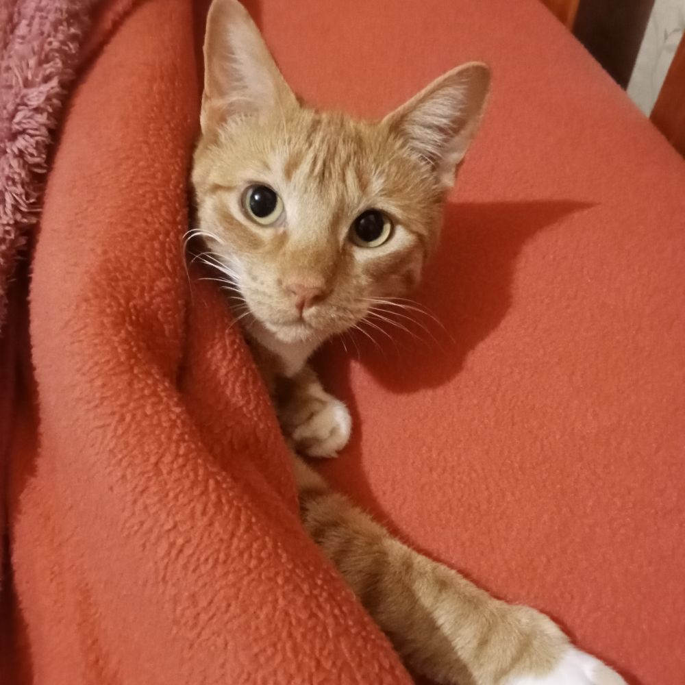 Miss Nova Meow