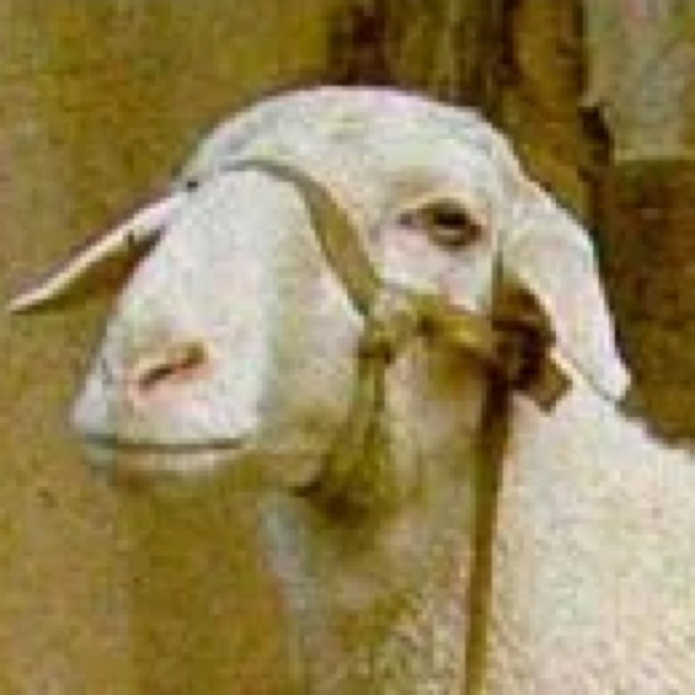 Fat-tailed