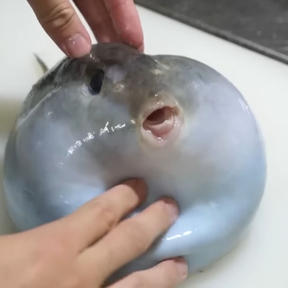 ぽよふぐ