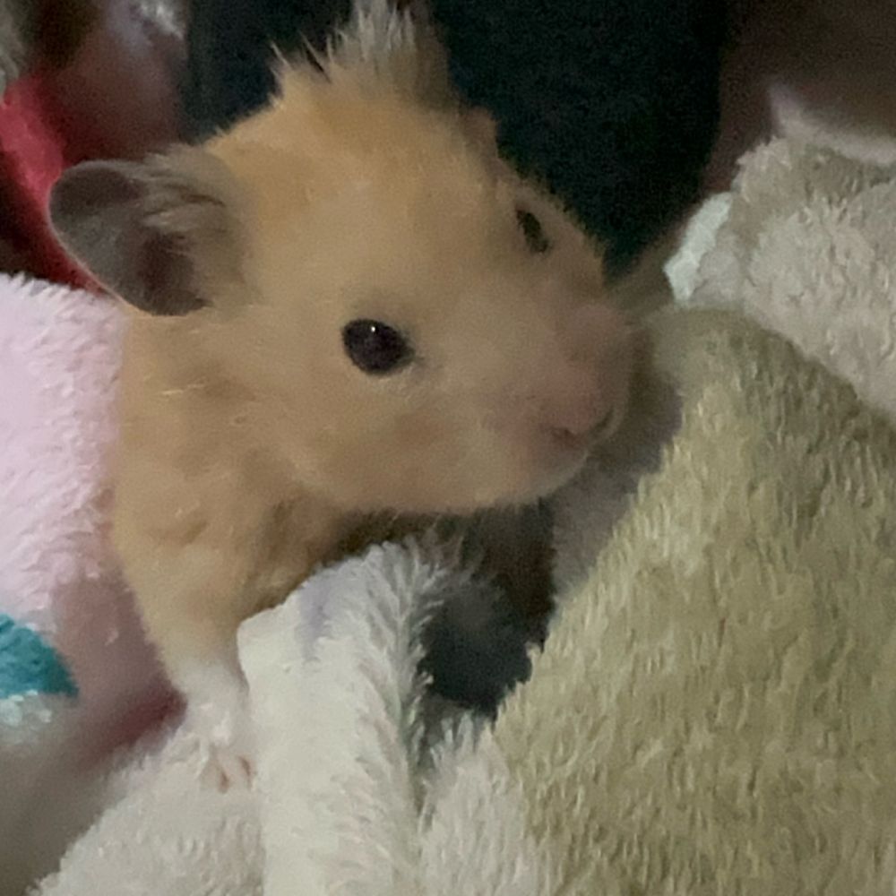 ぅゅ🐹