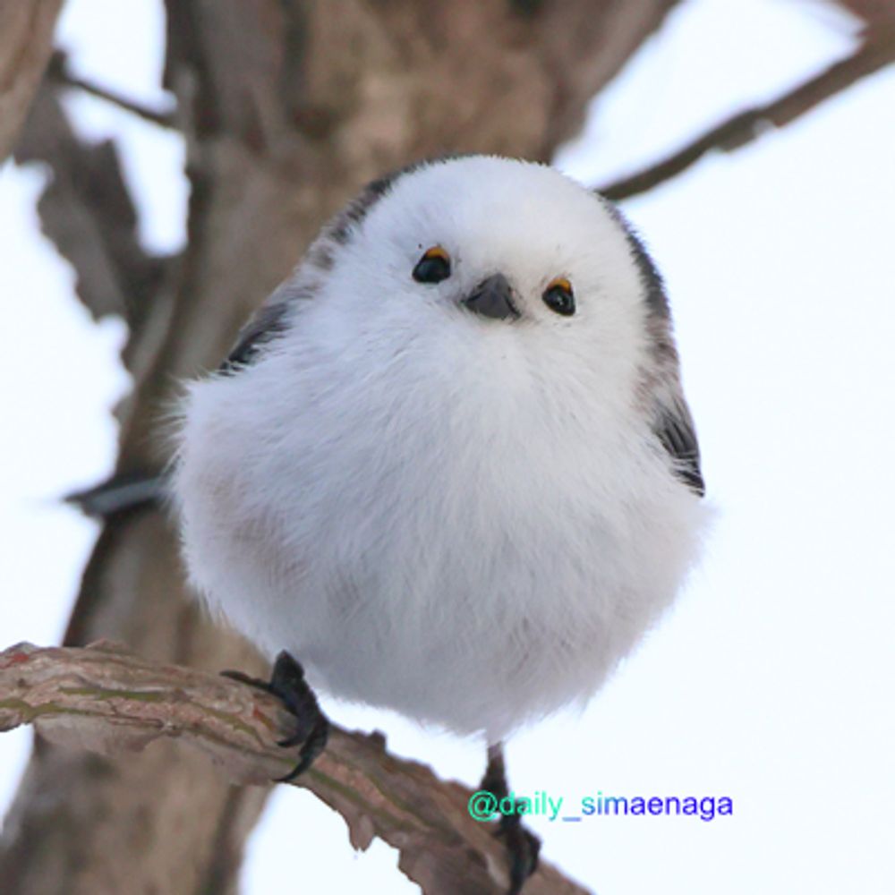 凛々先生栄華夢