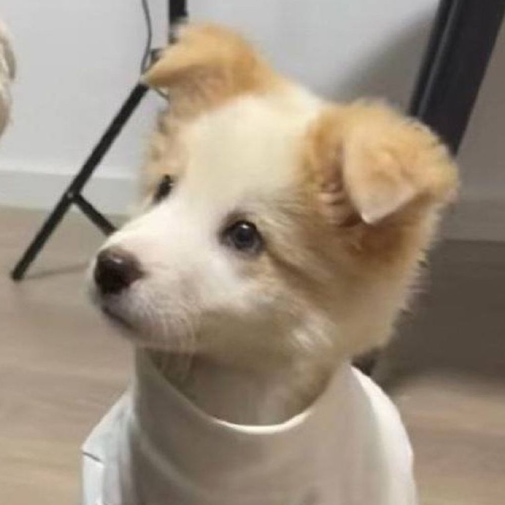 🌷🐶