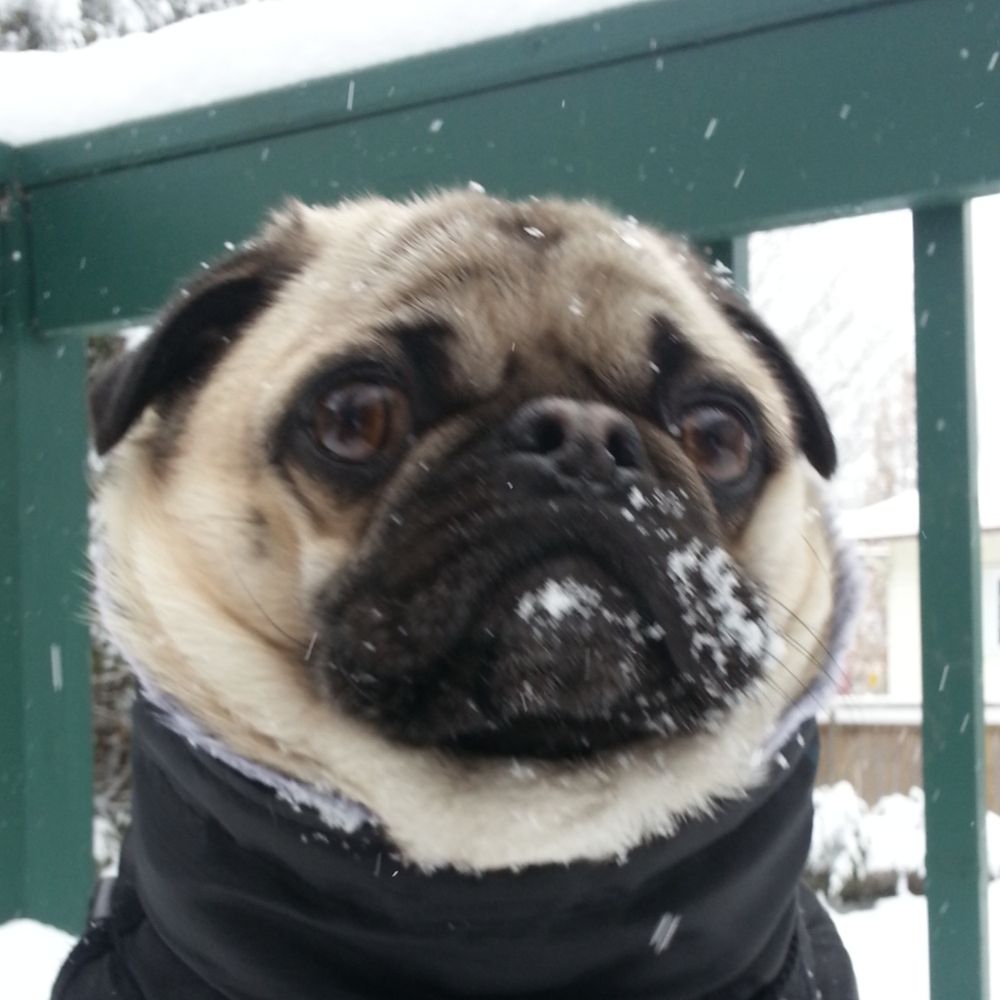UnGeekEtSonChien's Avatar