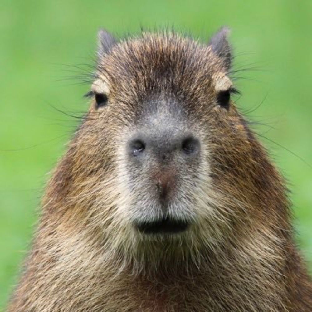 High Park Capybara 