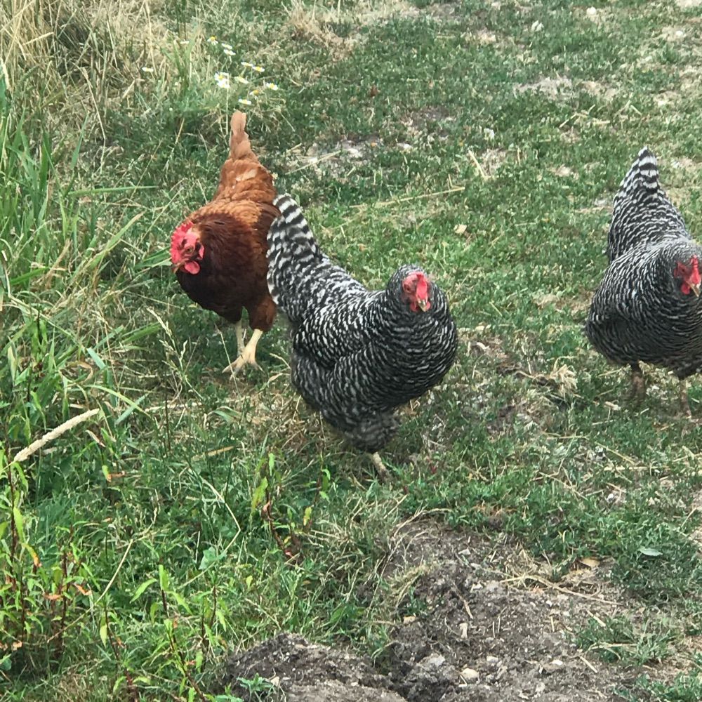 Marzychick