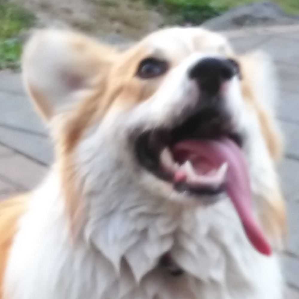 corgi