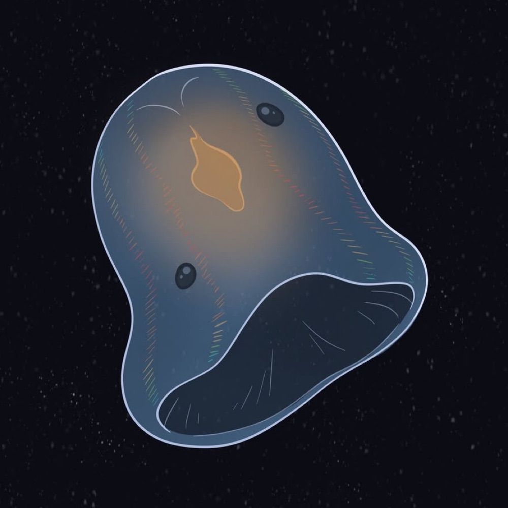 Cyddipida