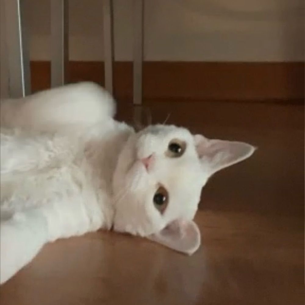 ⚰️🐈‍⬛