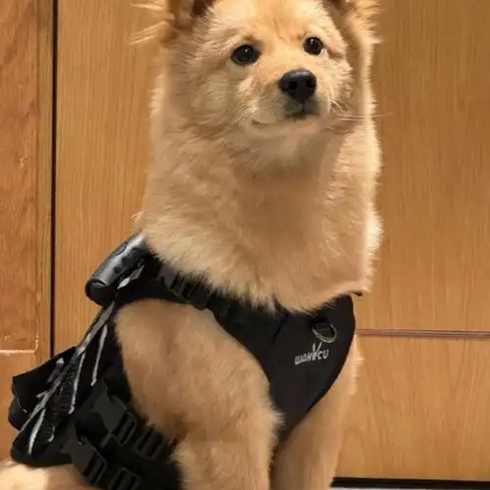 Vintage Chow-FF