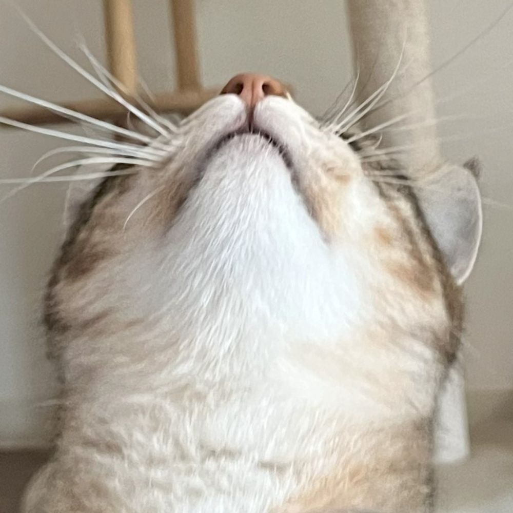 積猫🗡️🐈