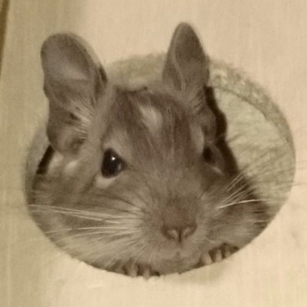 ダサカコイ