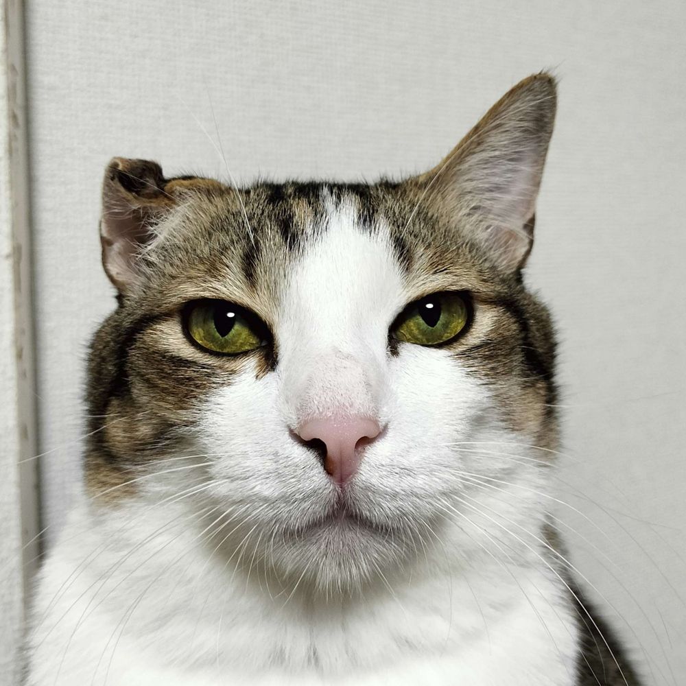 はなきち
