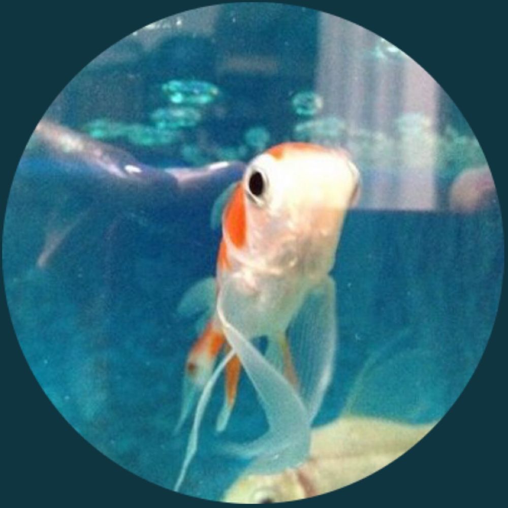 ゆきんぎょ