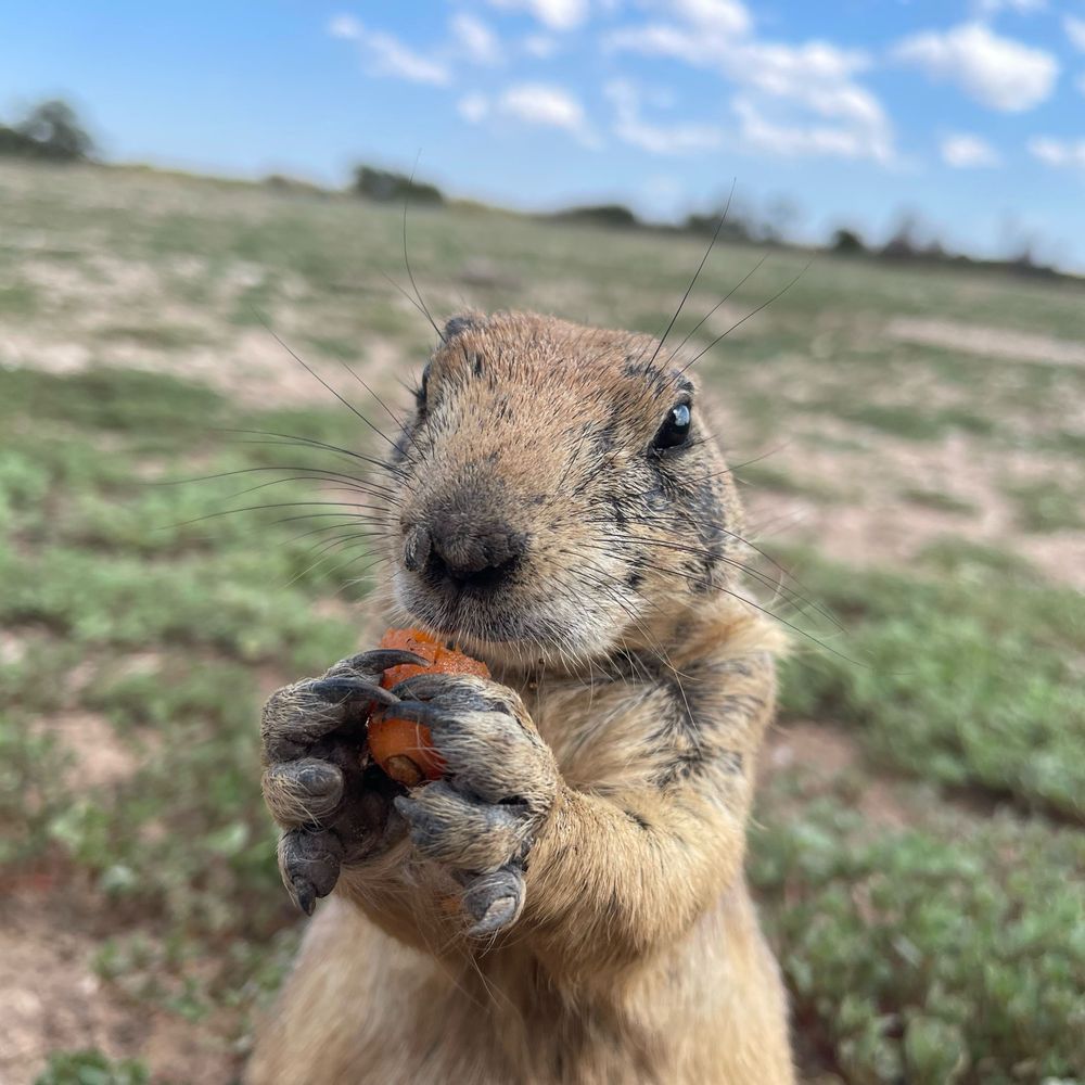 Billy From Texas