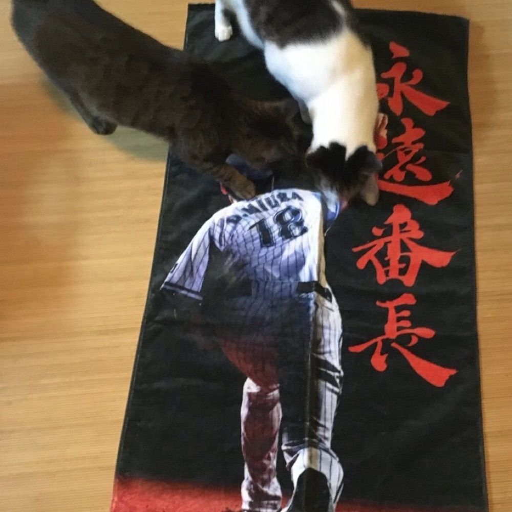 Ʊ ゅ̆̈げ