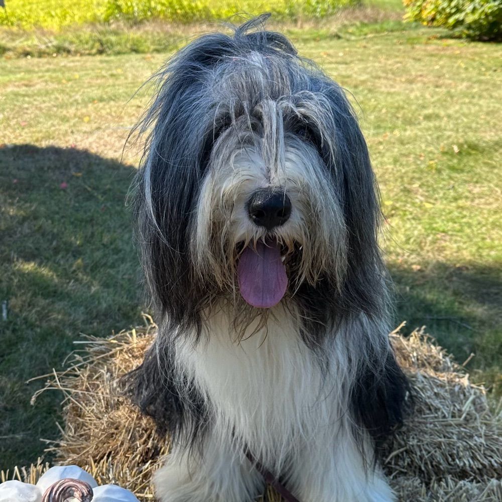 saltysheepdog