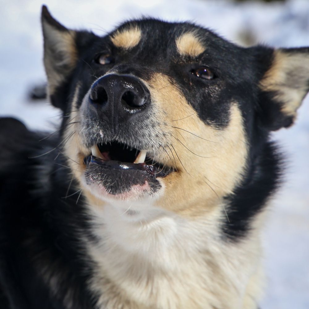 Oregon Trail of Dreams Sled Dog Rides