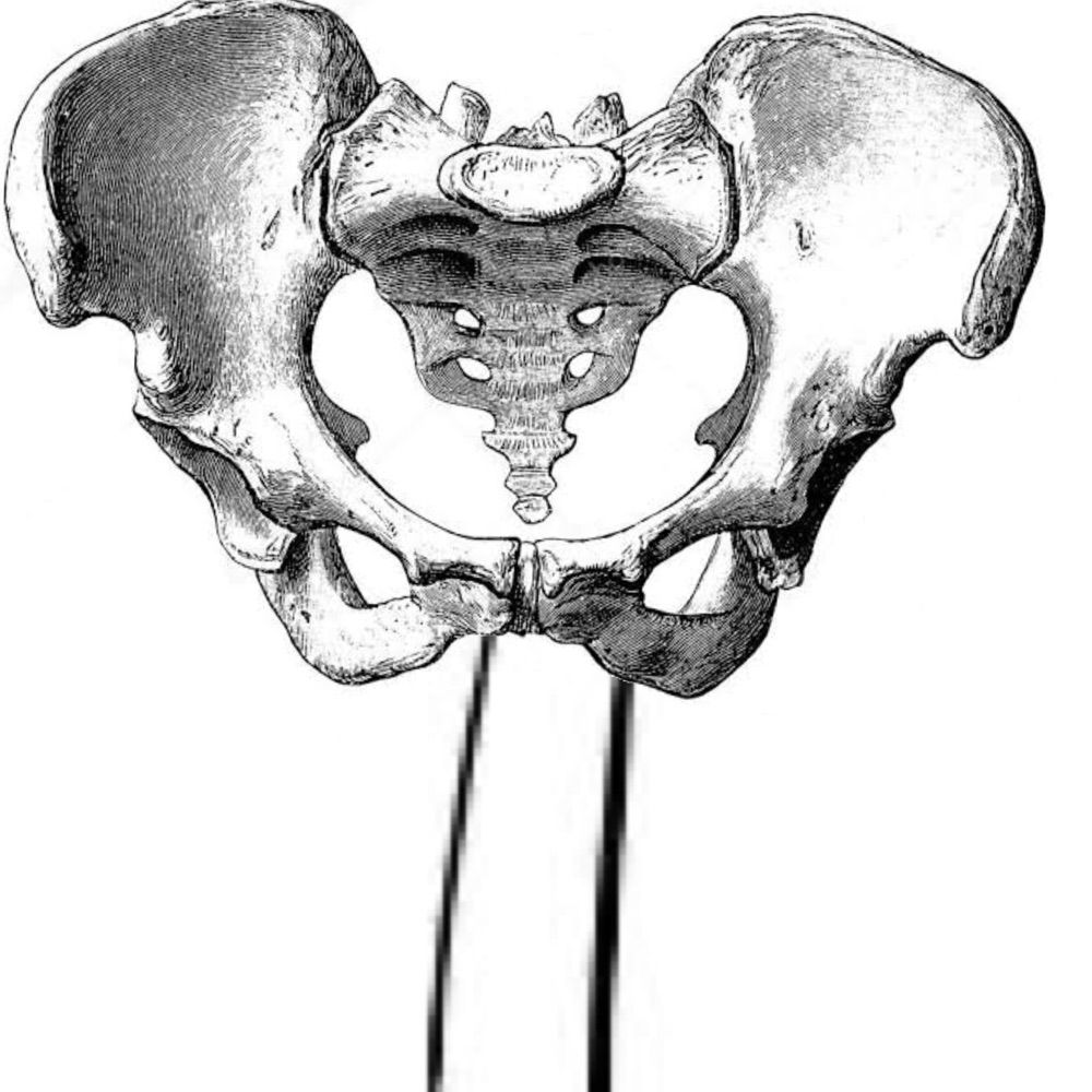 Pelvis
