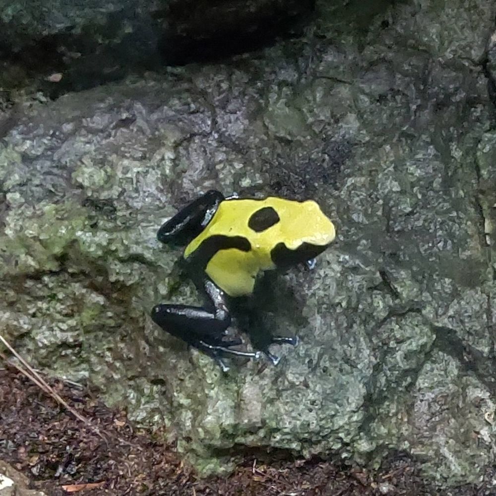 ただの菌