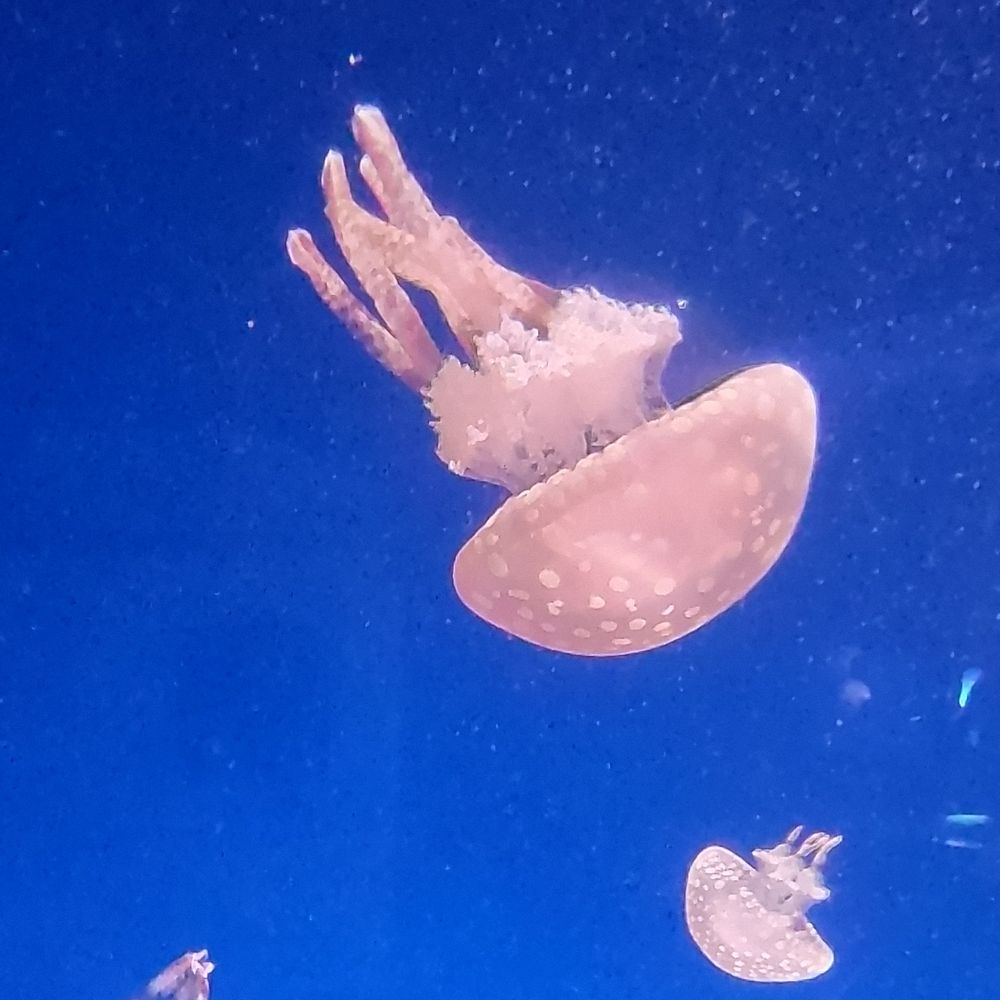 きさいち