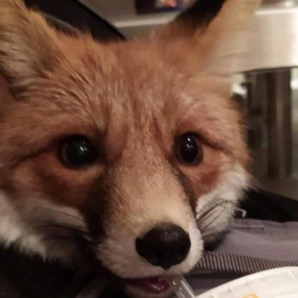 A Dingus!