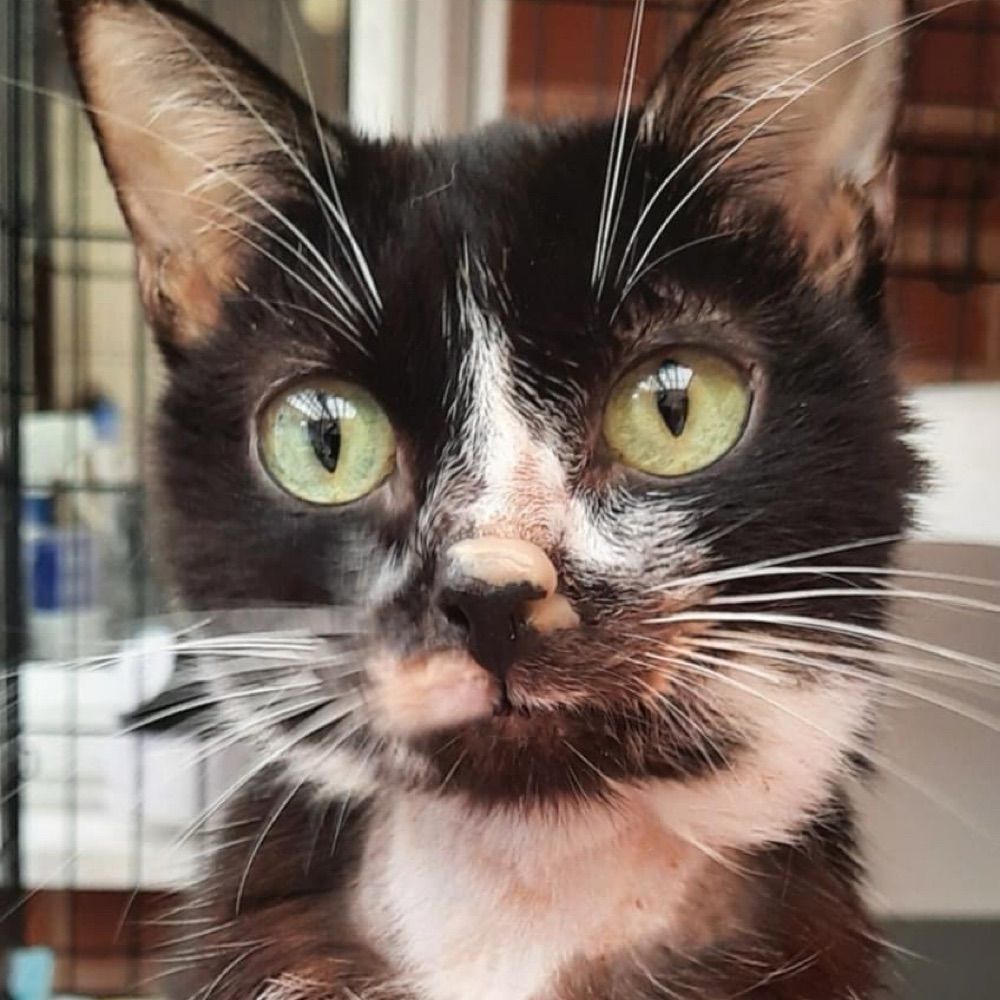 Little Paws Cat Haven