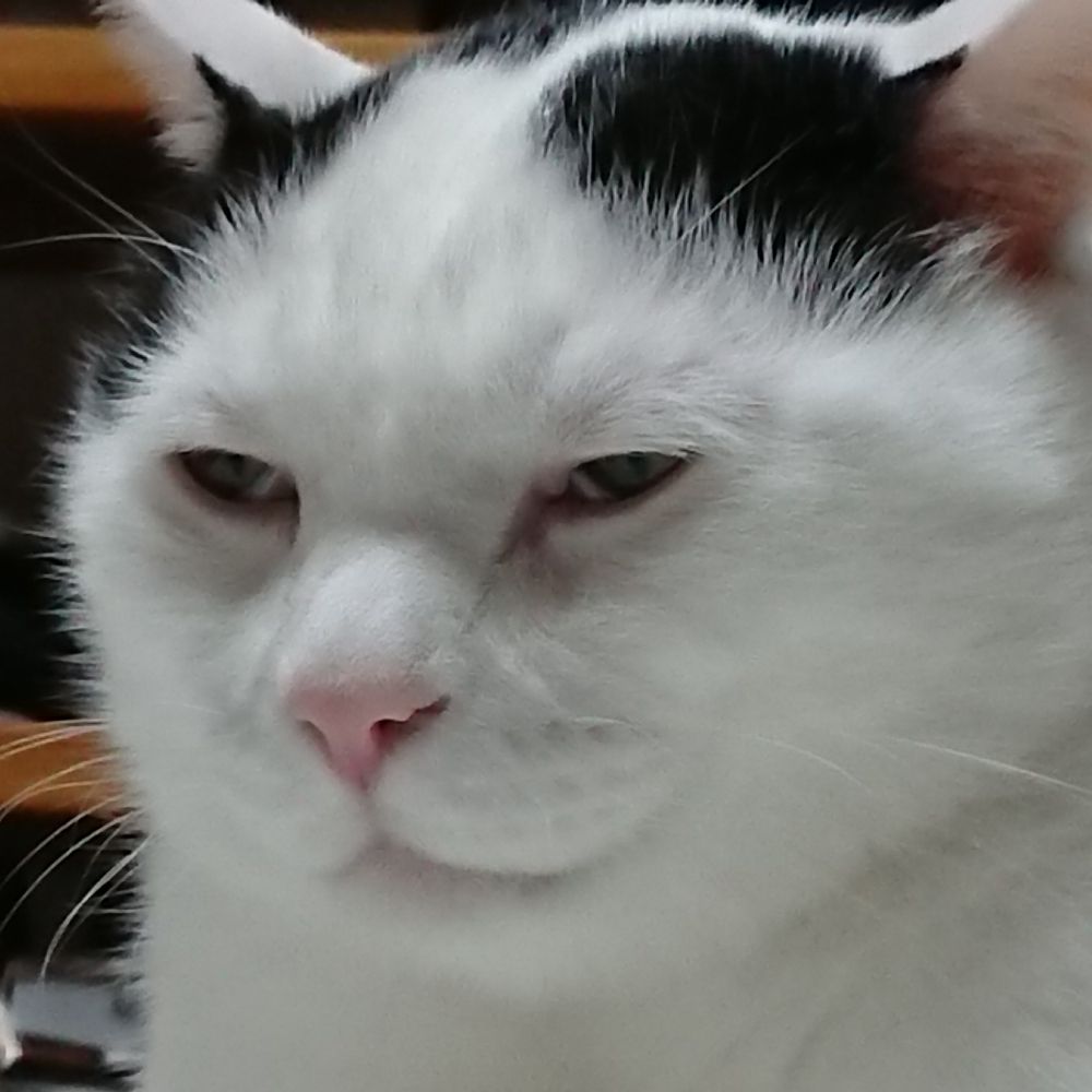 鬱猫