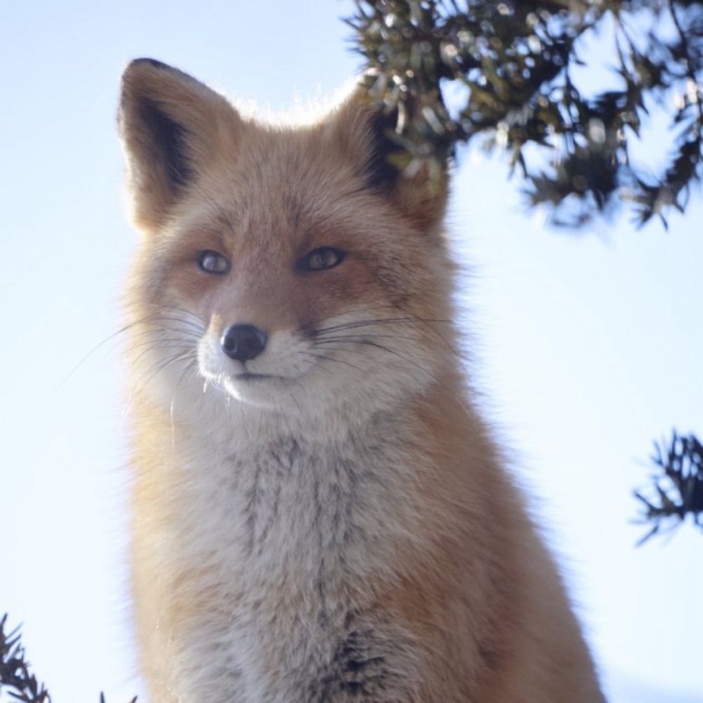 TheCrimsonFox
